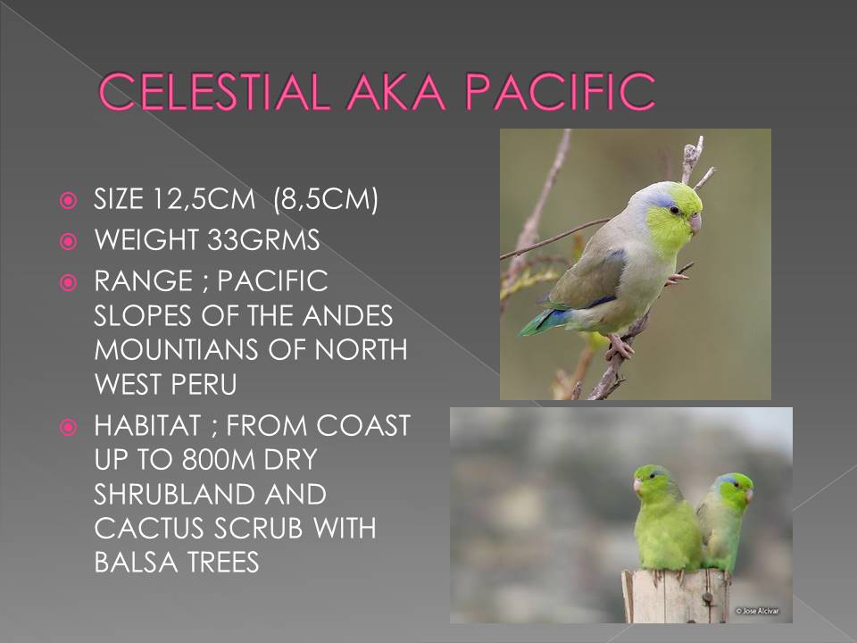 Smallest Parrot in Aviculture Slide